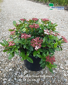 Viburnum tinus Gwenlian