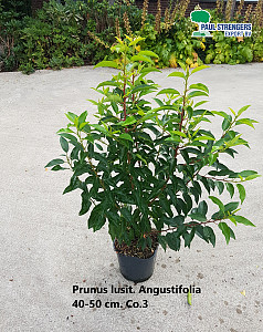 Prunus lusit. Angustifolia 