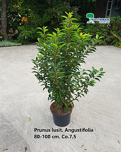 Prunus lusit. Angustifolia