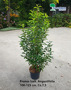 Prunus lusit. Angustifolia
