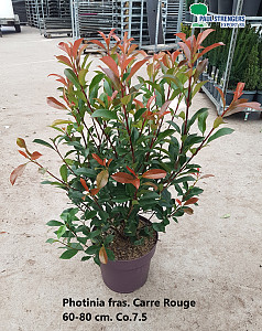 Photinia fras. Carre Rouge