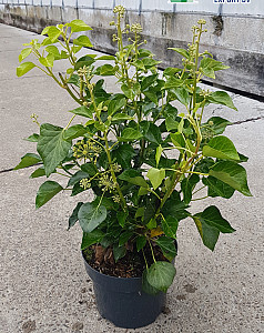 Hedera helix Arborescens
