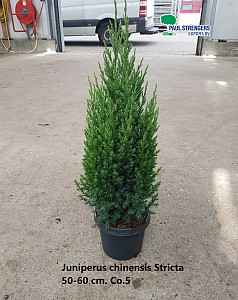 Juniperus chinensis Stricta