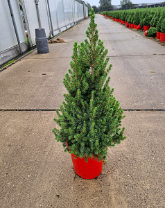 Picea glauca Perfecta