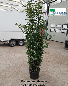 Prunus laur. Genolia