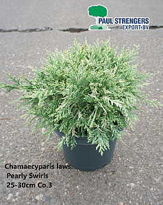 Chamaecyparis laws. Pearly Swirls