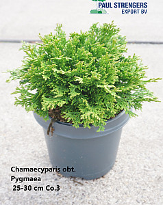 Chamaecyparis obt. Pygmaea