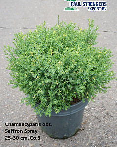 Chamaecyparis obt. Saffron Spray