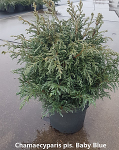 Chamaecyparis pis. Baby Blue