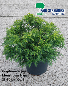 Cryptomeria jap. Monstrosus Nana