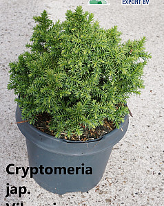 Cryptomeria jap. Vilmoriana