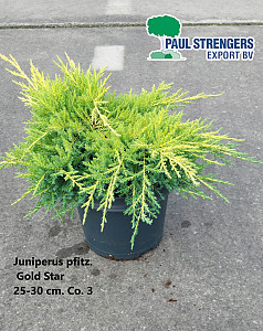 Juniperus pfitz. Gold Star