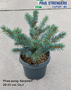 Picea pung. Karpaten