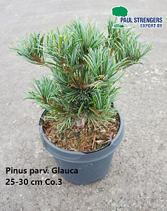 Pinus parv. Glauca