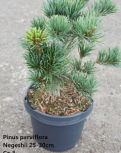 Pinus parviflora Negeshii