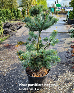 Pinus parviflora Negeshii