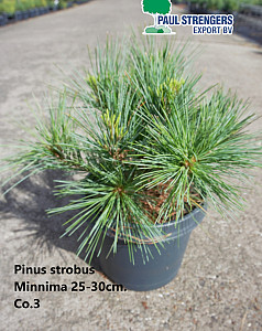 Pinus strobus Minnima
