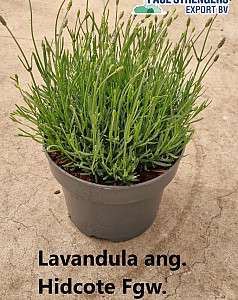 Lavandula ang. Hidcote