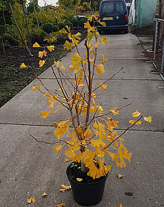 Ginkgo biloba