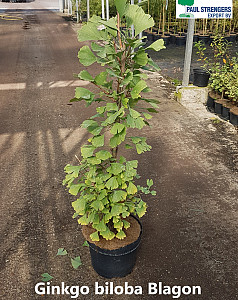 Ginkgo bil. Blagon