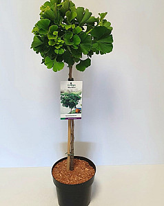 Ginkgo bil. Mariken