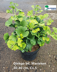 Ginkgo bil. Mariken
