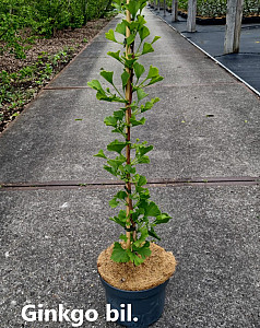 Ginkgo bil. Menhir
