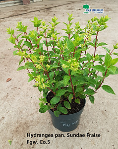Hydrangea pan. Sundae Fraise