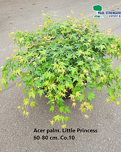 Acer palm. Little Princess