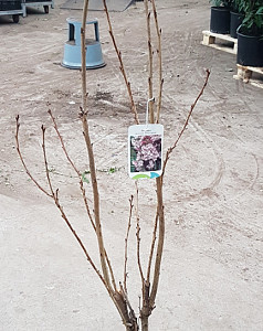 Prunus serr. Amanogawa