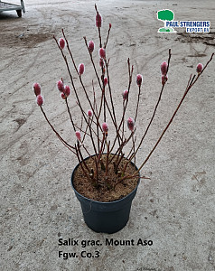 Salix grac. Mount Aso