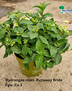 Hydrangea macr. Runaway Bride 