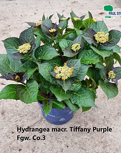 Hydrangea macr. Tiffany Purple