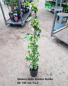Hedera helix Golden Kolibri