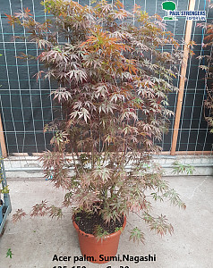 Acer palm. Sumi Nagashi
