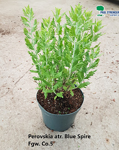 Perovskia atr. Blue Spire