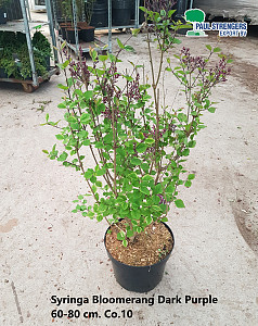 Syringa Bloomerang Dark Purple