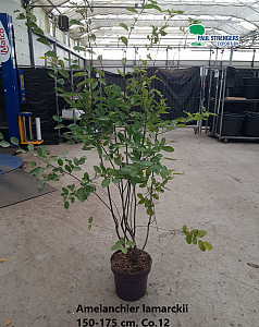 Amelanchier lamarckii