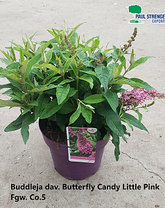 Buddleja dav. Butterfly Candy Little Pink