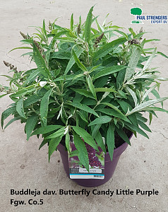 Buddleja dav. Butterfly Candy Little Purple