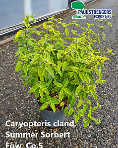 Caryopteris cland. Summer Sorbert