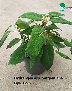 Hydrangea asp. Sargentiana 