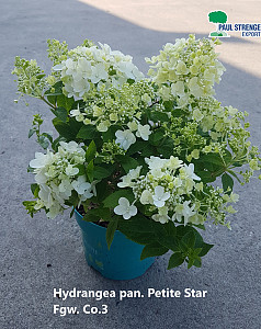 Hydrangea pan. Petite Star