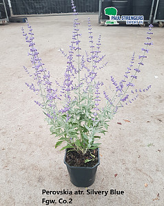Perovskia atr. Silvery Blue