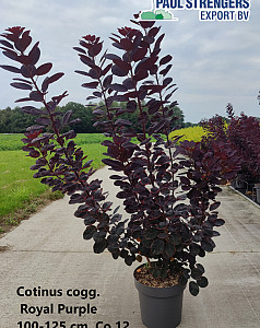 Cotinus cogg. Royal Purple