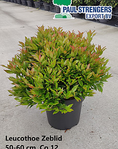 Leucothoe Zeblid