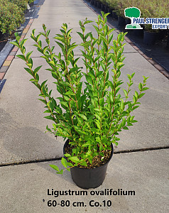 Ligustrum ovalifolium    