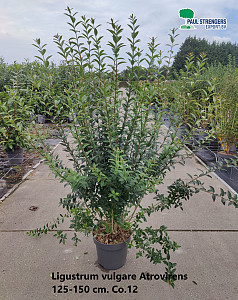 Ligustrum vulgare Atrovirens