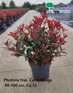 Photinia fras. Carre Rouge