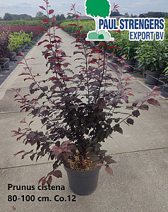 Prunus cistena
